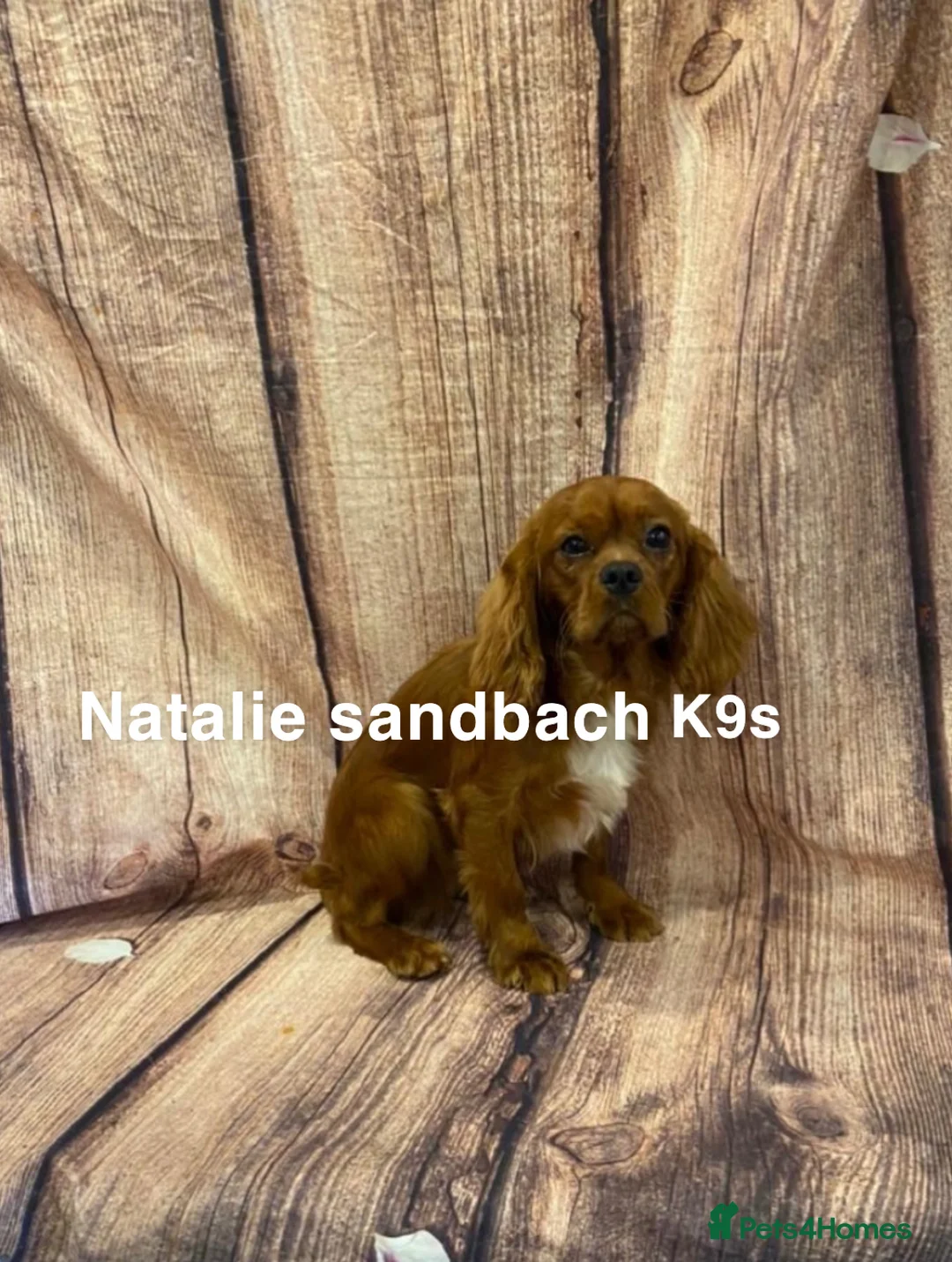 Cavalier King Charles Spaniel dogs for stud: kc Cavalier, King, Charles stud 🐶 in Sandbach - Advert 4