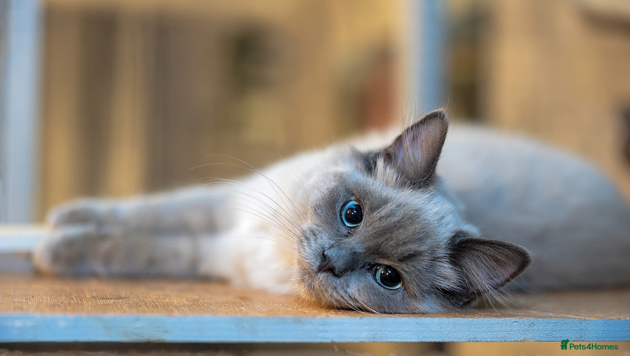 Ragdoll cats Beautiful Blue Point and Mink ragdoll kittens  - Advert 2