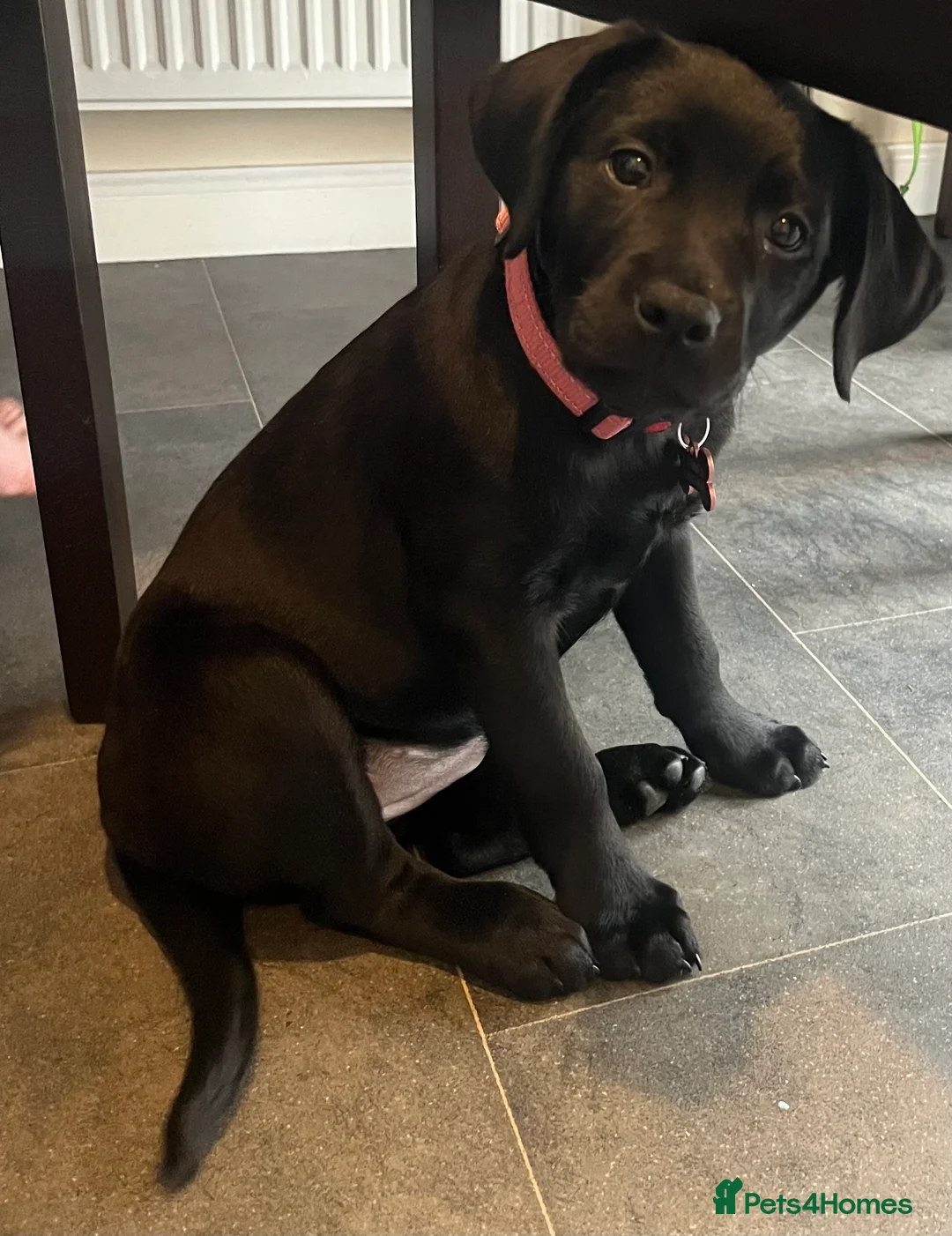 Labrador Retriever dogs for sale: Beautiful lab female  - Advert 4