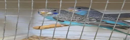 Budgerigars birds for sale: Beautiful Bf/bw & splits - Advert 8