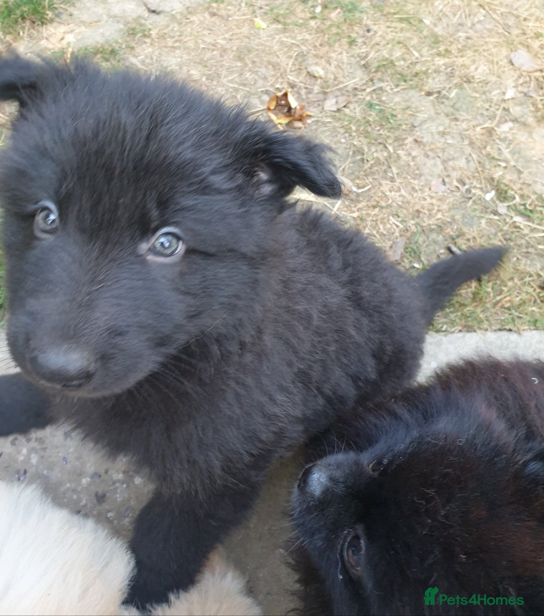 German Shepherd dogs for sale: German Shepherd pups ready end of August  - Image 13