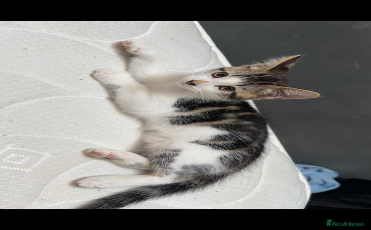 Mixed Breed cats - Advert 7