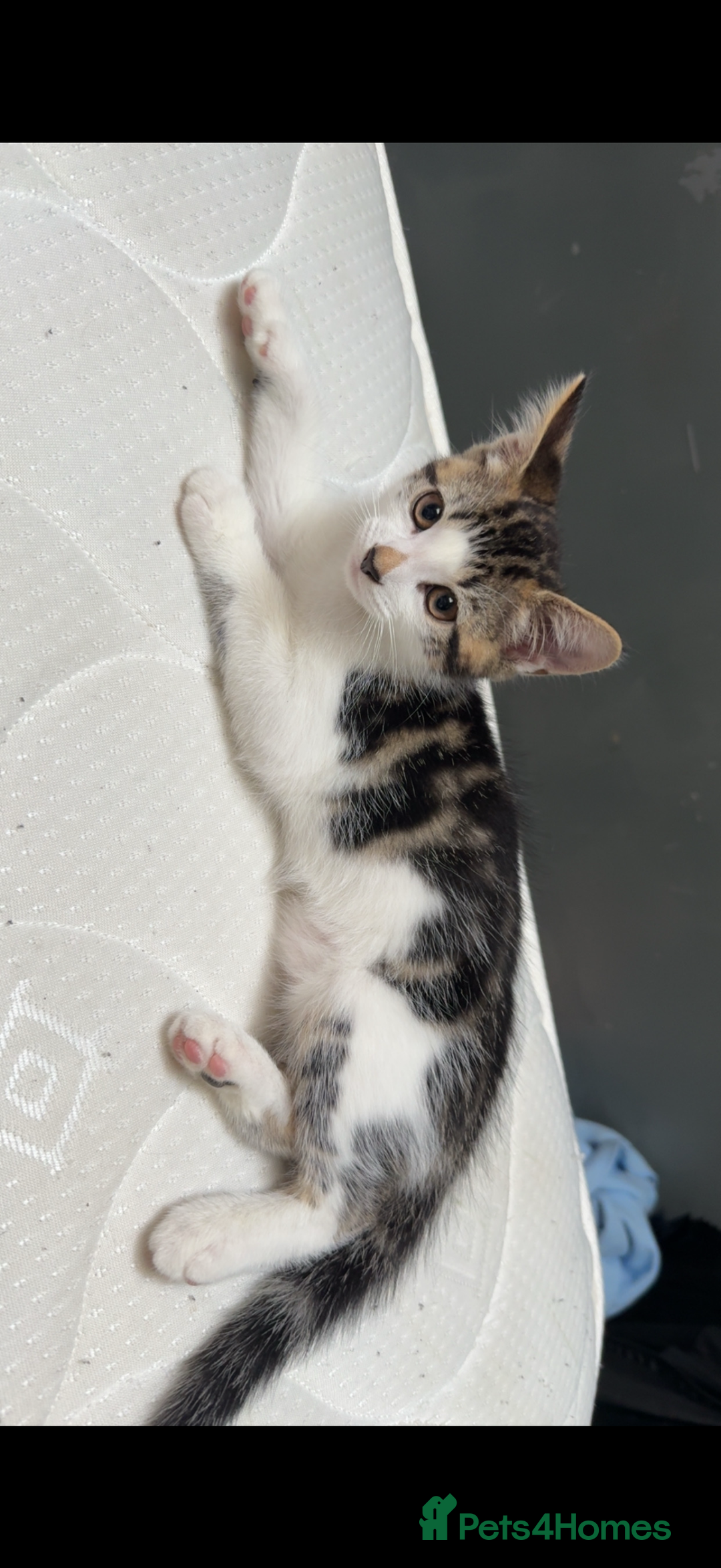 Mixed Breed cats for sale: 15/15 week old kitten  - Image 1