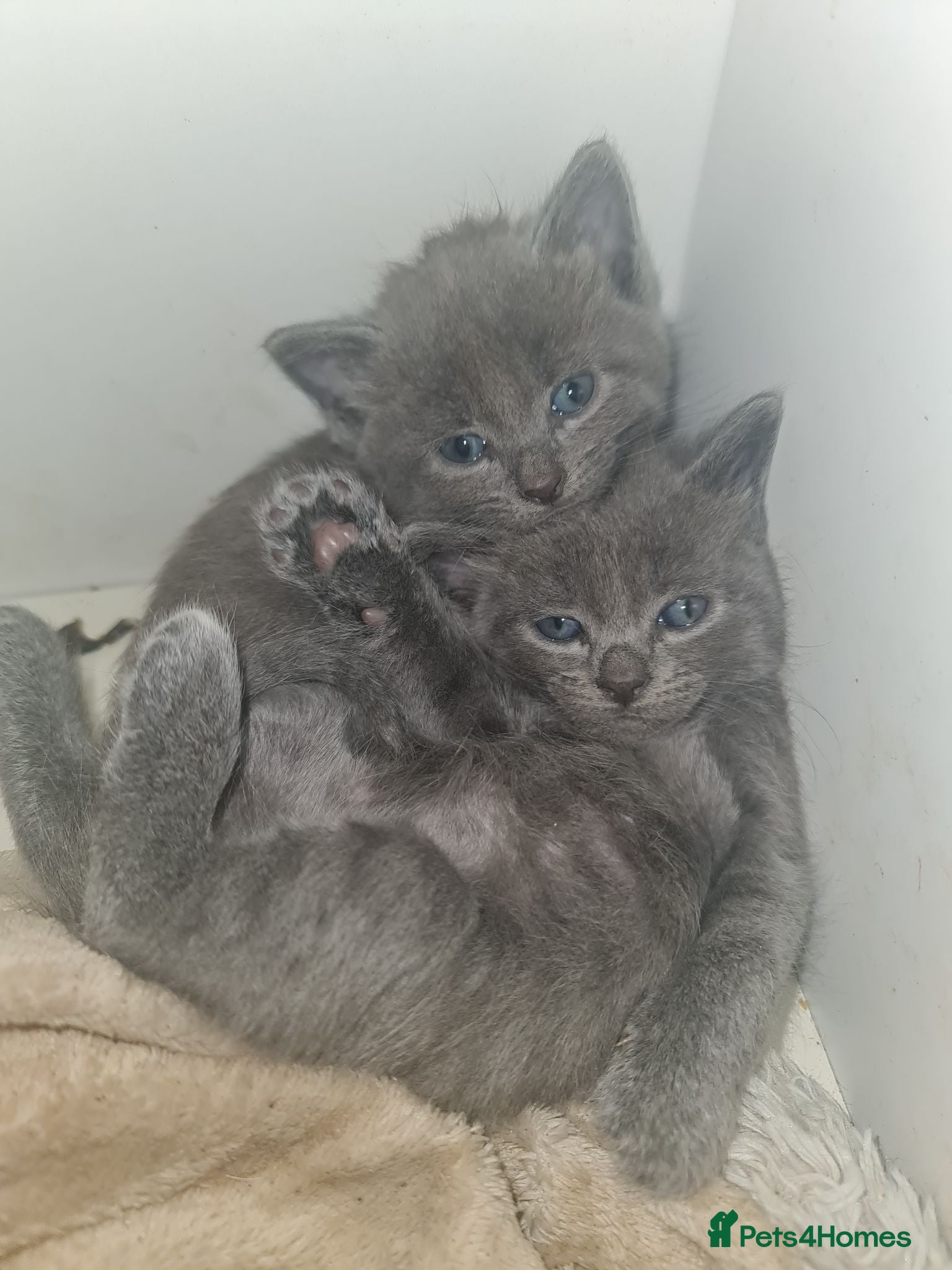 Mixed Breed cats 5 kittens for sale  - Advert 1