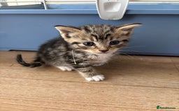 Mixed Breed cats for sale: 2 Beautiful male tabby kittens  - Image 6
