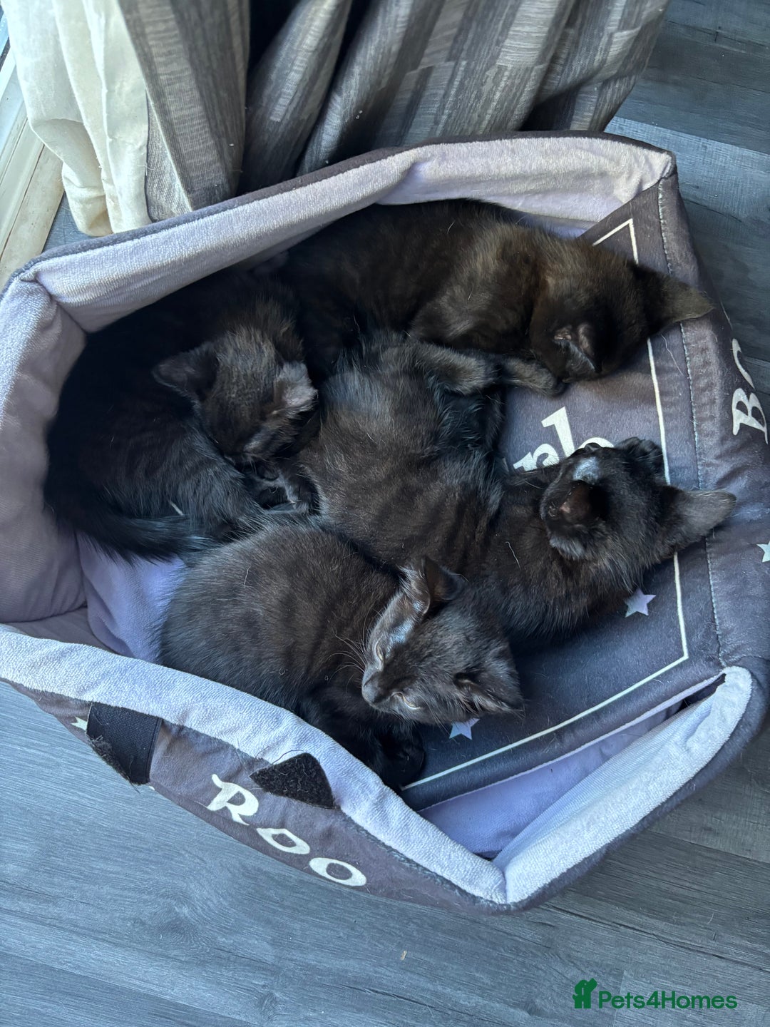 Ragdoll cats for sale: ragdoll X kittens - Image 4