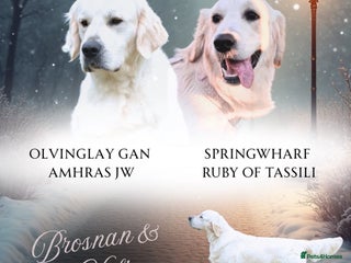 Golden Retriever dogs Exceptional Show Champion Litter announcement - Advert 1