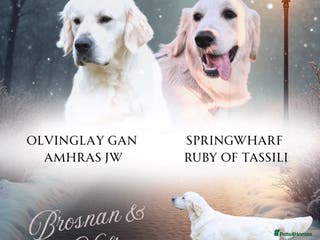 Golden Retriever dogs Exceptional Show Champion Litter announcement - Advert 2