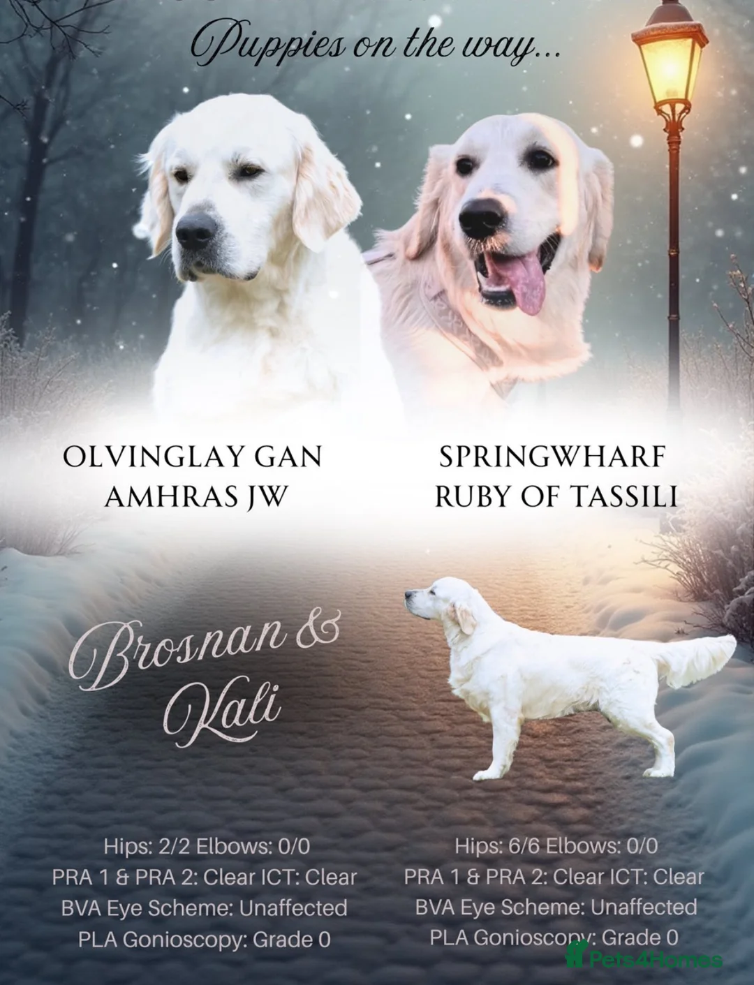 Golden Retriever dogs for sale: Exceptional Show Champion Litter   - Advert 26