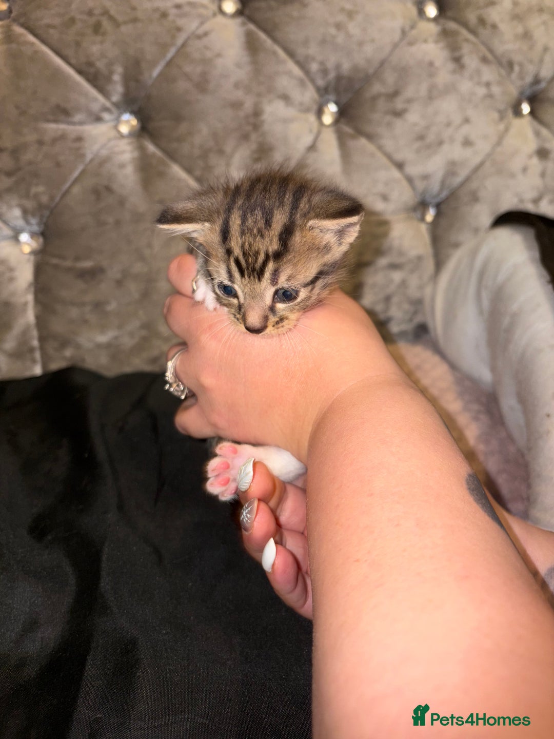 Mixed Breed cats for sale: 4 mixed Russian Blue X Norwegian Forest kittens - Advert 2