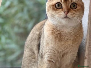 Scottish Fold cats Beautiful Scottish Fold Kittens - Advert 5