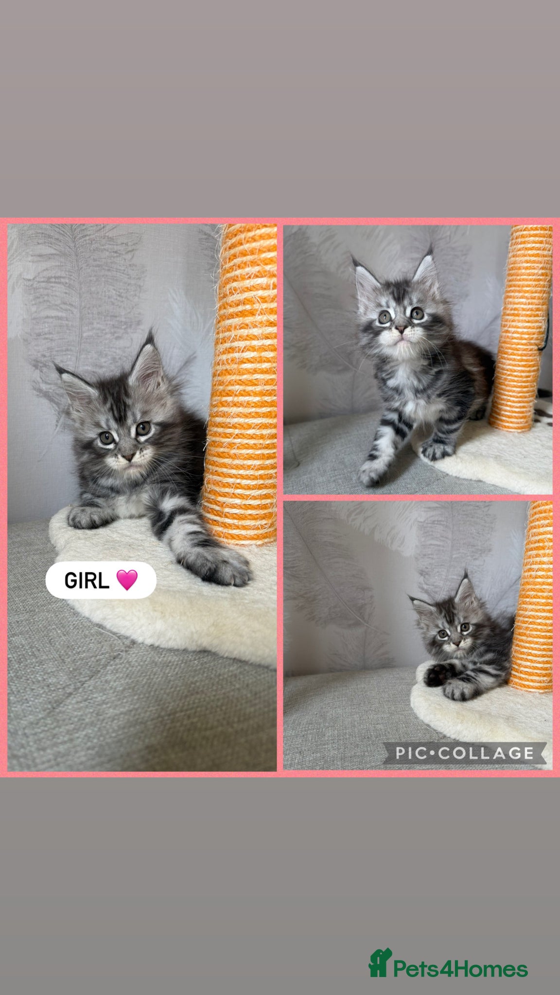 Maine Coon cats TICA registered kittens - Advert 2