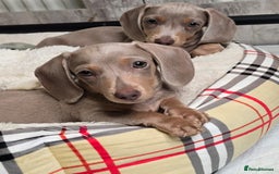 Miniature Dachshund dogs for sale: Top quality Mini short-haired dashhound, Isabella - Image 4