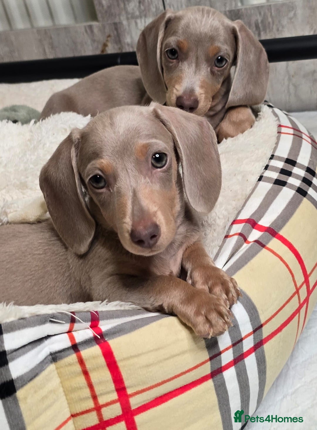 Miniature Dachshund dogs for sale: Top quality Mini short-haired dashhound, Isabella - Image 4