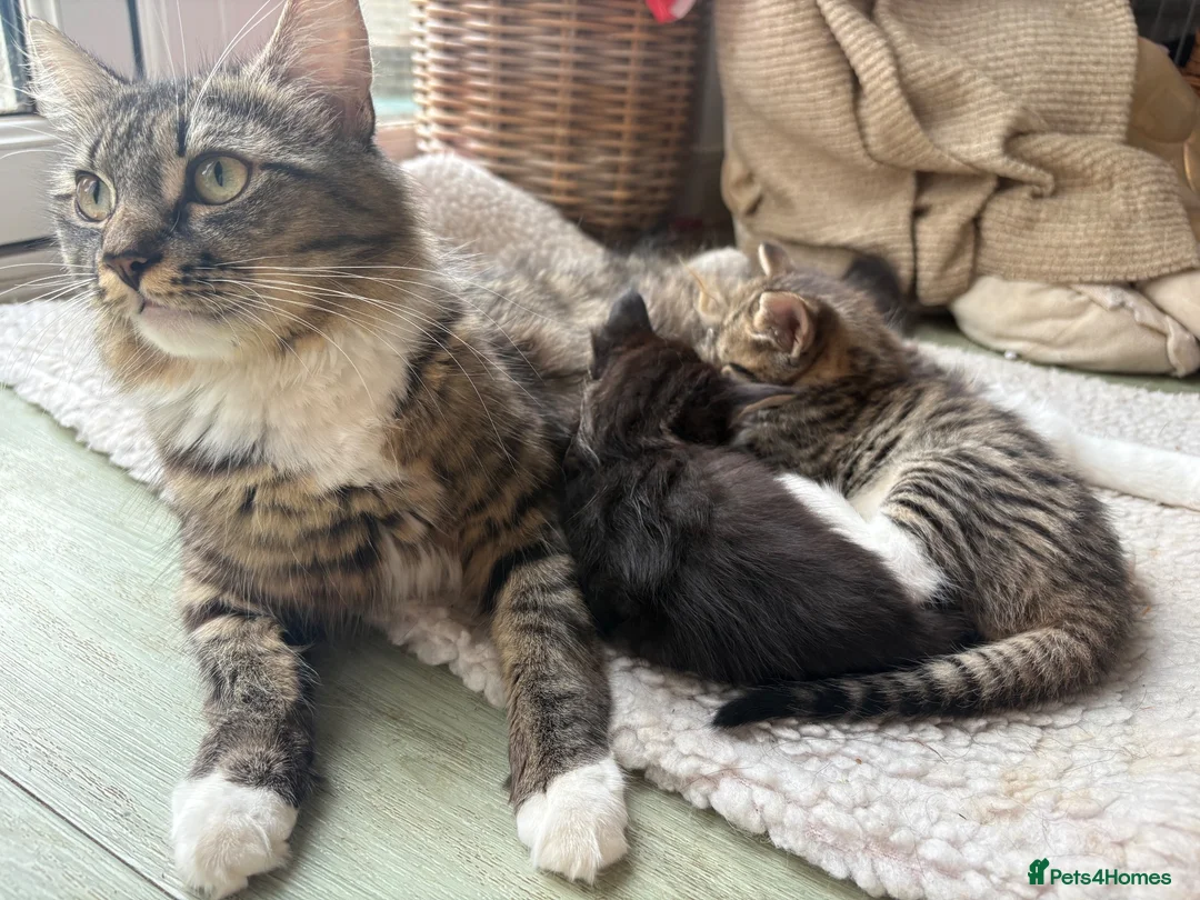 Mixed Breed cats for sale: Two beautiful female kittens available  in Chipping Norton - Advert 7