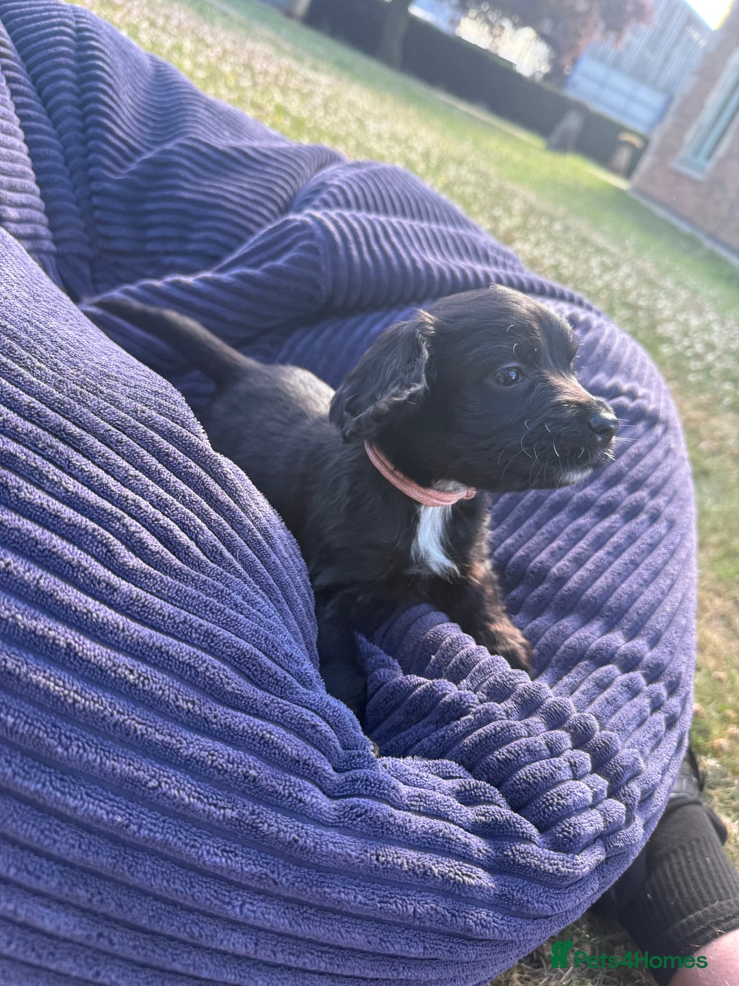 Cockapoo dogs for sale: Cockapoo puppies F1 READY TO LEAVE 🏡🥰 in Leicester - Image 9