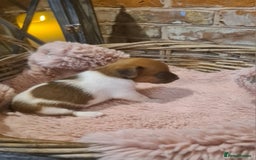 Jack Russell dogs for sale: Lovely Jack russell puppies. - Image 4