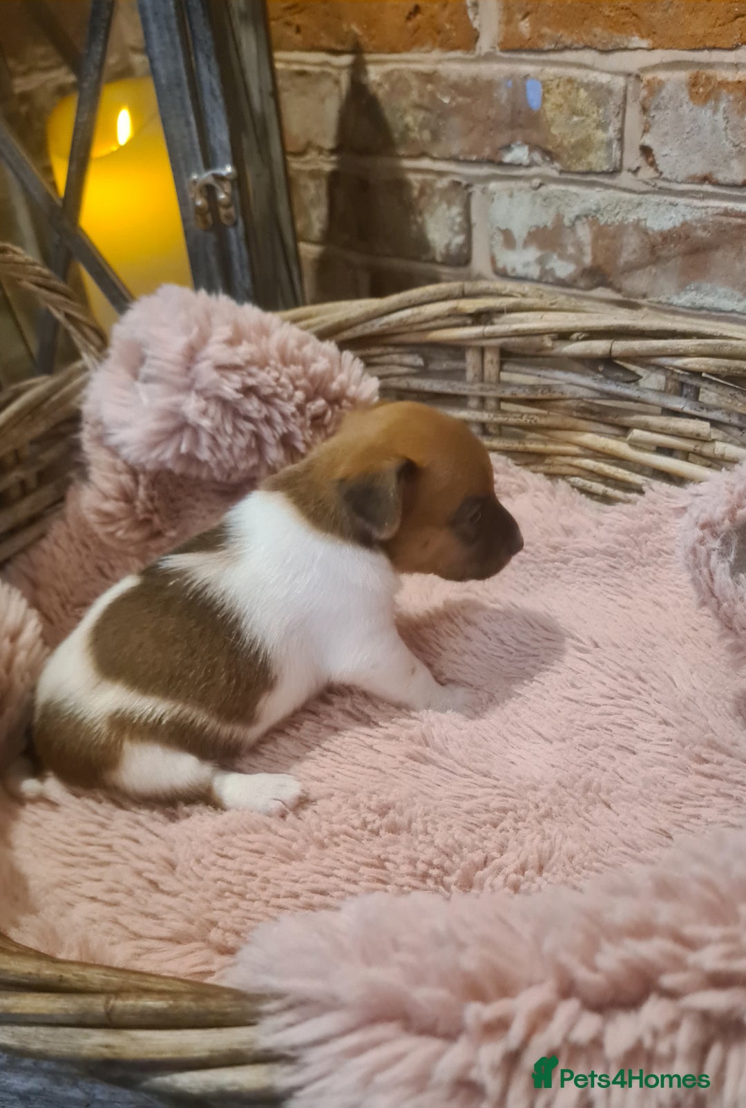 Jack Russell dogs for sale: Lovely Jack russell puppies. - Image 4