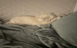 British Longhair cats for sale: Lilac British long hair mix Scottish  - Image 4