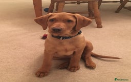 Labrador Retriever dogs for stud: Proven Fox Red Labrador for stud in Lewes - Image 10