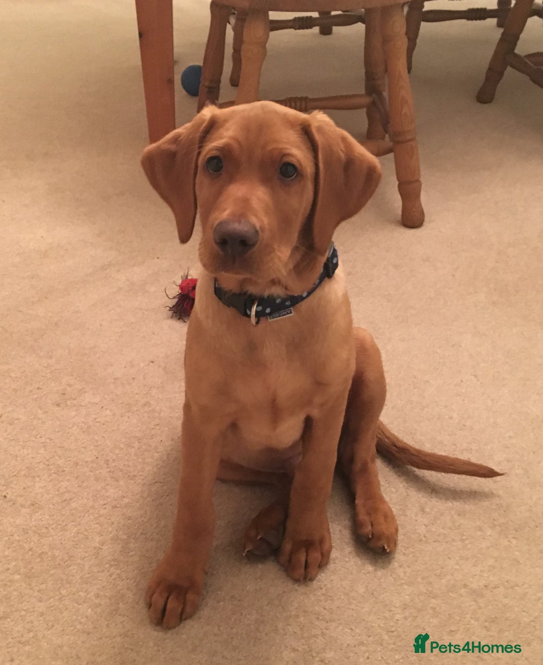 Labrador Retriever dogs for stud: Proven Fox Red Labrador for stud in Lewes - Image 10
