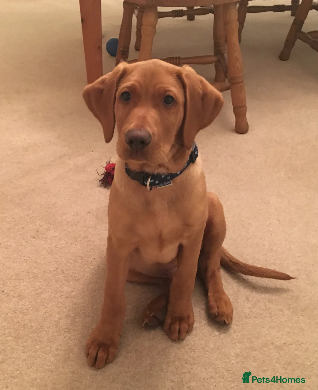 Labrador Retriever dogs for stud: Proven Fox Red Labrador for stud in Lewes - Advert 10