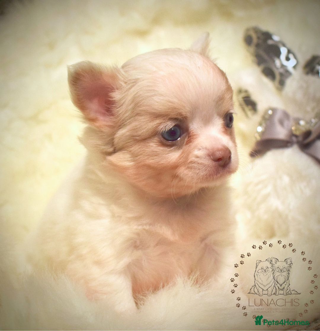 Chihuahua dogs for sale: Stunning chihuahua puppies  - Advert 11