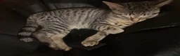 Mixed Breed cats for sale: Kittens ready for their forever home  in Nelson - Advert 3