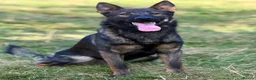 German Shepherd dogs for sale: Czech import family dog  - Advert 1