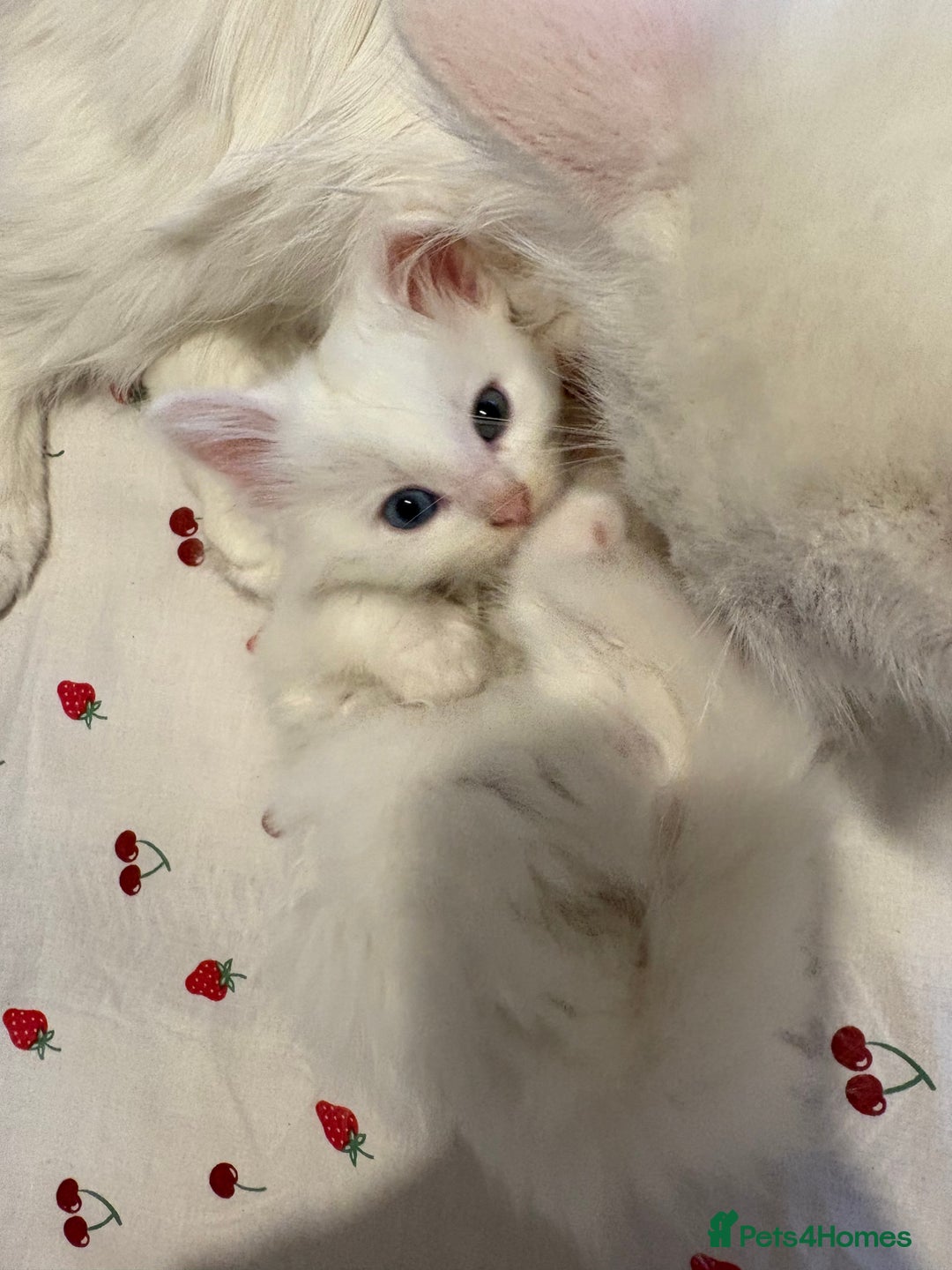 Mixed Breed cats for sale: Adorable fluffy kittens  - Advert 17