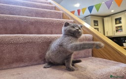 Scottish Fold cats for sale: 1 BSH Boy AVAILABLE. in Sheffield - Image 24