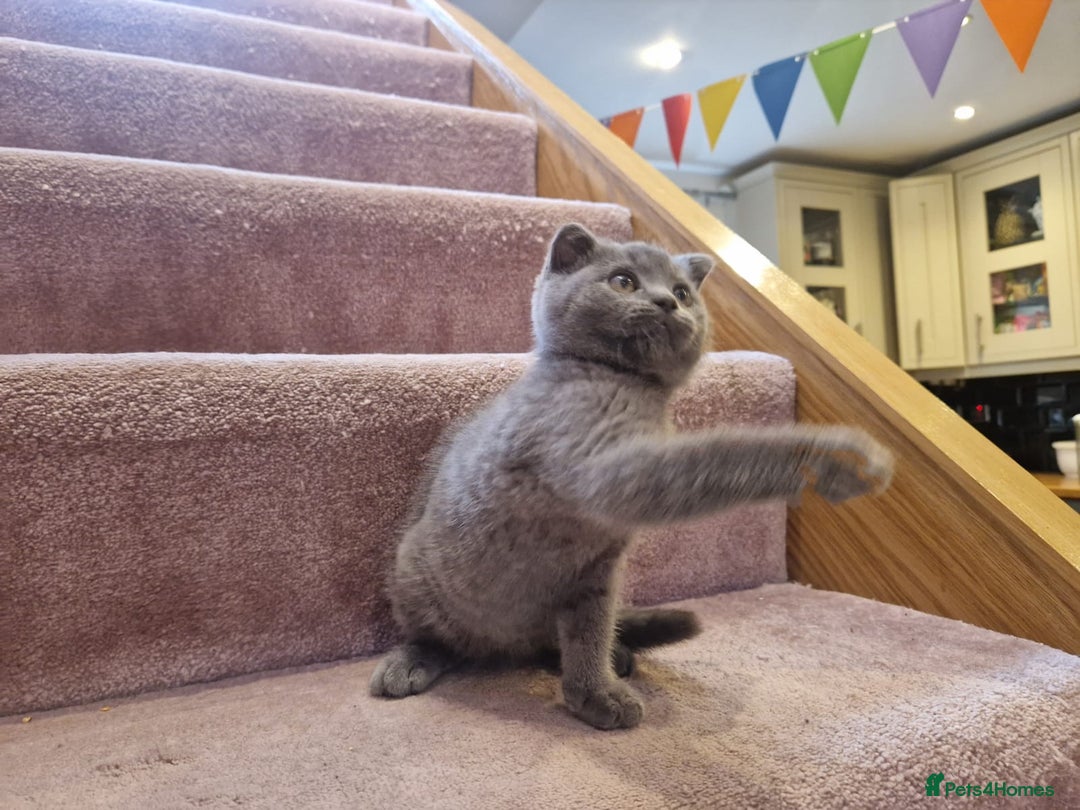 Scottish Fold cats for sale: 1 BSH Boy AVAILABLE. in Sheffield - Image 24