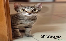 Mixed Breed cats for adoption: TINY - GIRL BIG PERSONALITY FUN AFFECTIONATE  - Image 1