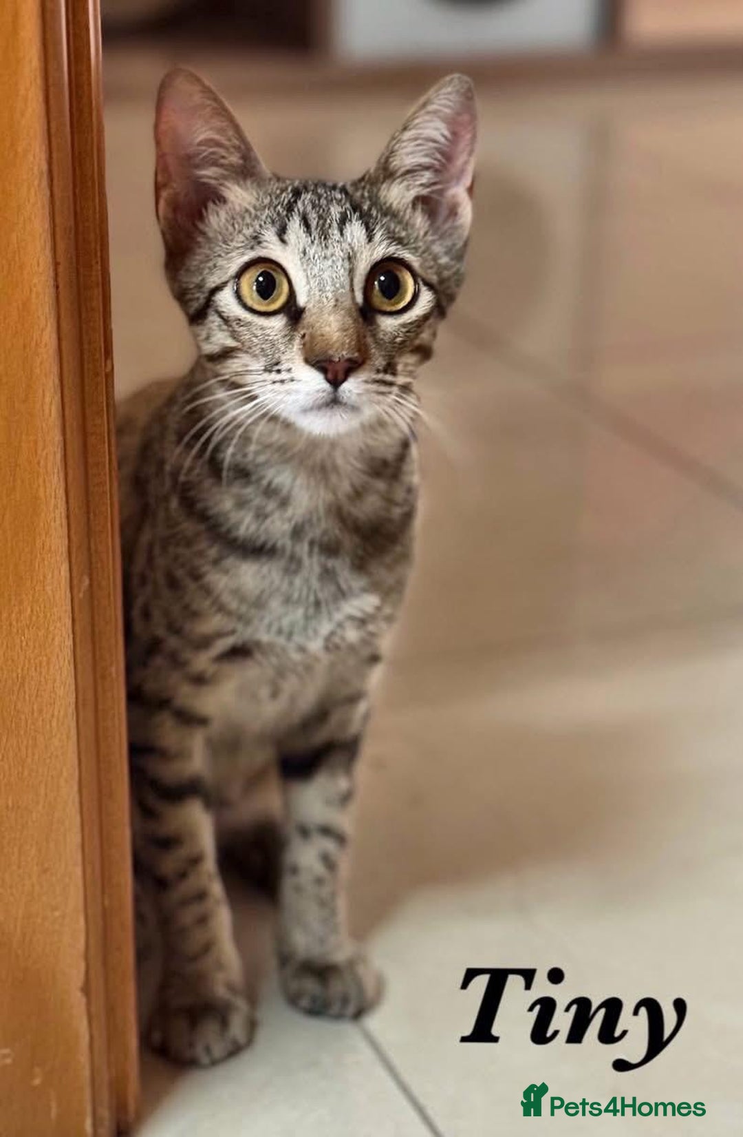 Mixed Breed cats for adoption: TINY - GIRL BIG PERSONALITY FUN AFFECTIONATE  - Image 1