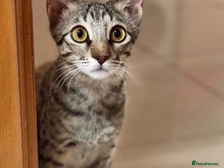 Mixed Breed cats - Advert 28