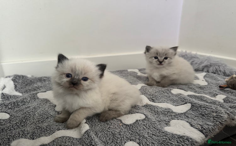 Ragdoll cats - Advert 5