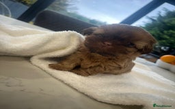 Shih Tzu dogs for sale: 🐶Imperial ShihTzu Puppies–Exceptional Bloodline🐶 - Image 17