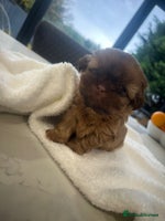 Shih Tzu dogs 🐶Imperial ShihTzu Puppies–Exceptional Bloodline🐶 - Advert 2