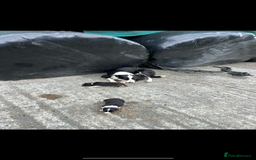 Border Collie dogs for sale: Border collie pups 🐶  - Image 13