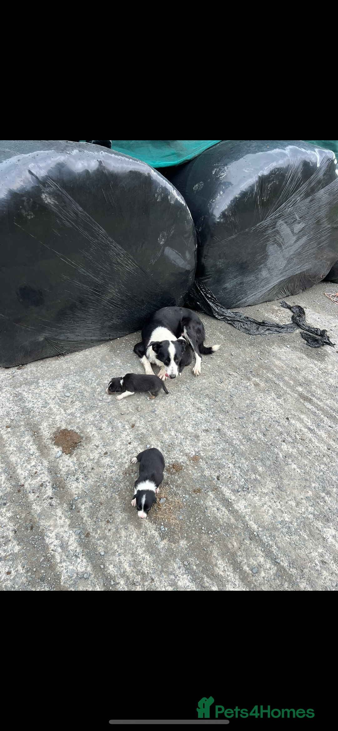 Border Collie dogs for sale: Border collie pups 🐶  - Image 13