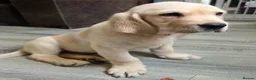 Goldador dogs for sale: Adorable Goldadors waiting for new homes !! - Advert 3