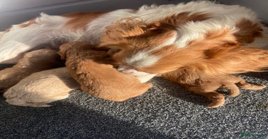 Cavapoo dogs - Advert 7