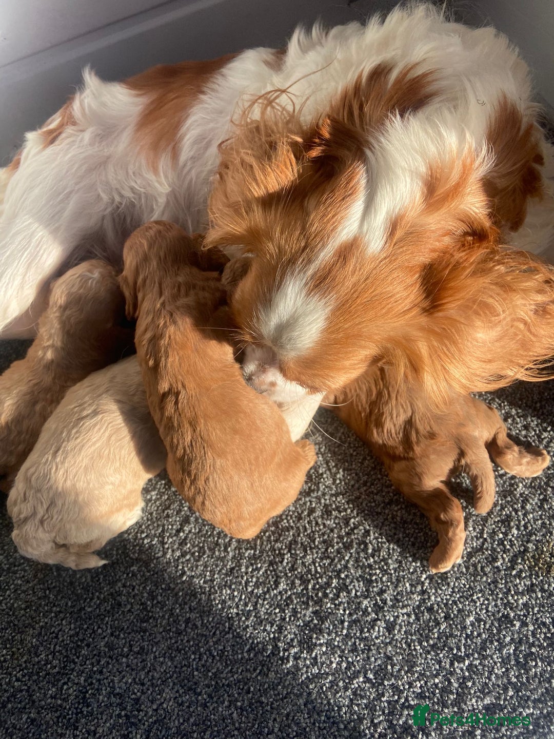 Cavapoo dogs for sale: Cavapoo puppies  - Image 3