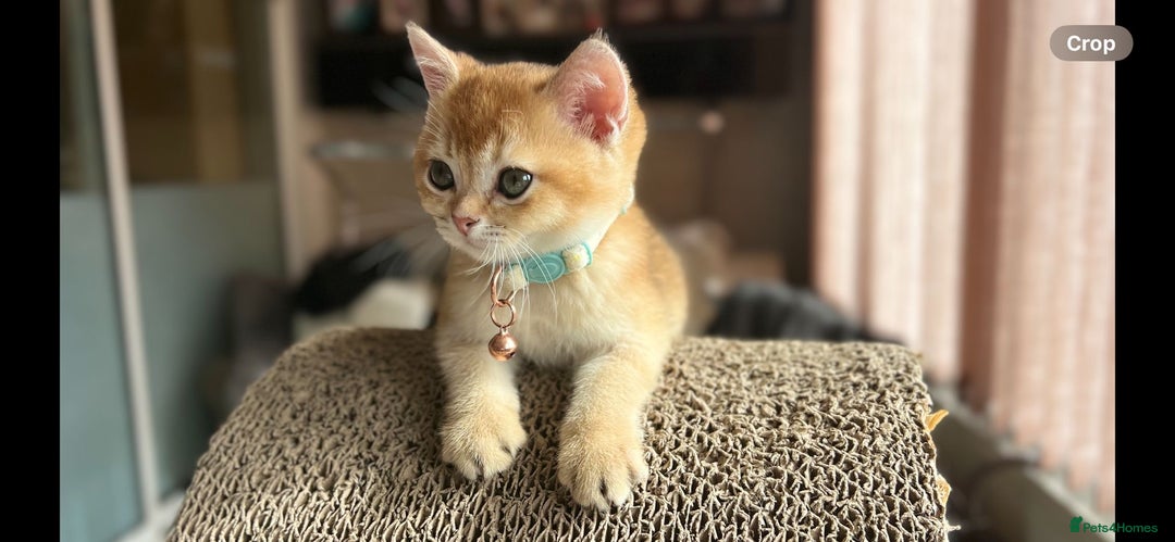 Scottish Fold cats for sale: TICA-Registered Scottish Straight/Fold Kittens  - Image 15