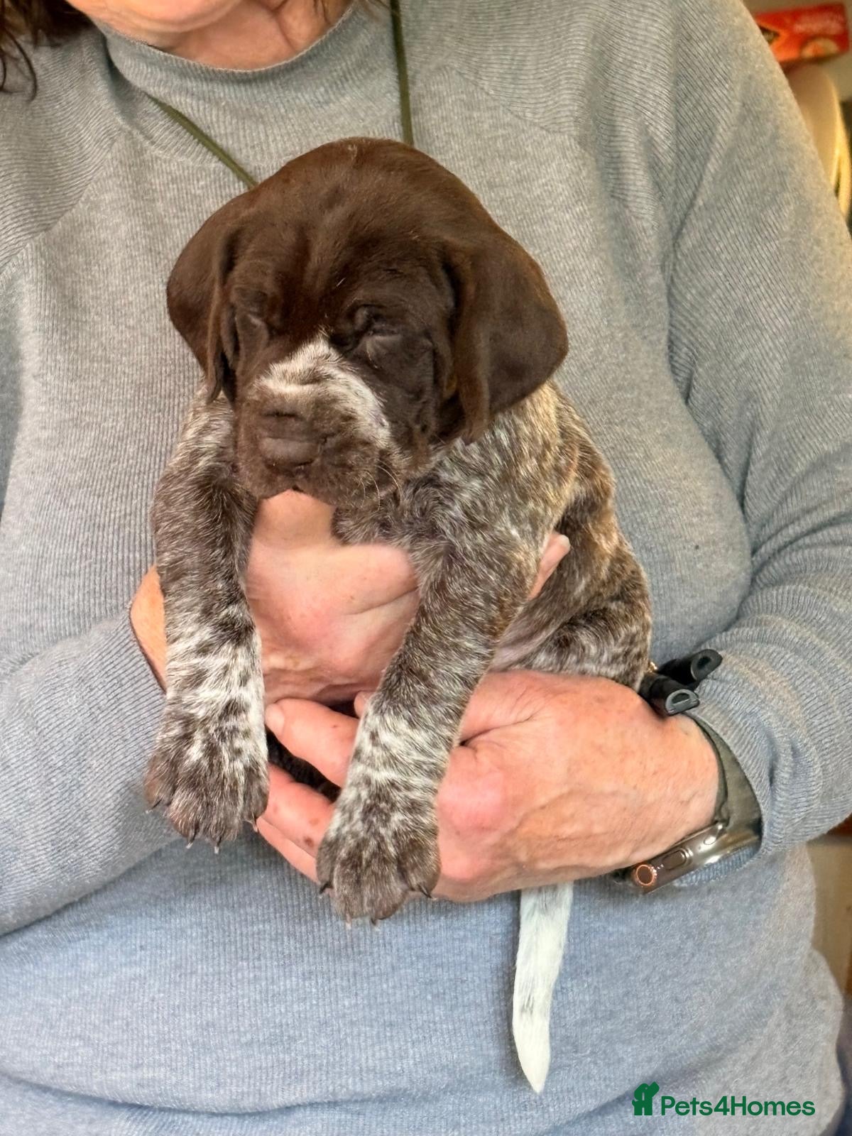 German Shorthaired Pointer dogs KC reg German shorthaired Pointer - Advert 1