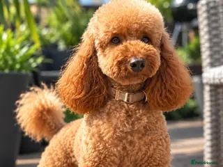 Miniature Poodle dogs TEDDY – PROVEN RED MINIATURE POODLE STUD - Advert 2