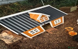 Ducks poultry for sale: Bonded breeding pair of silver appleyard ducks  - Advert 4