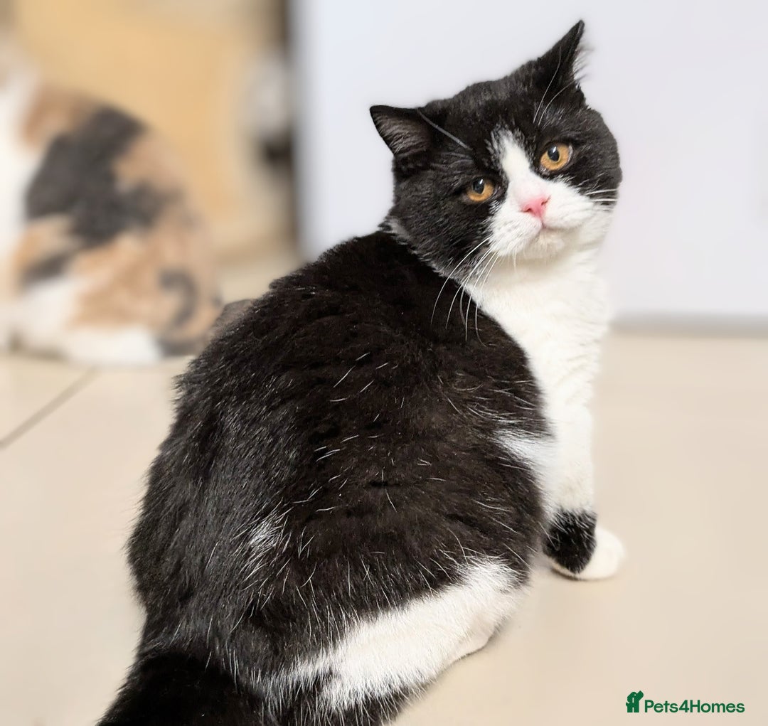 British Shorthair cats for sale: Gccf registered British shorthair kittens  - Advert 2