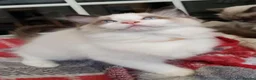Ragdoll cats for sale: Ragdoll kittens for sale  - Advert 4