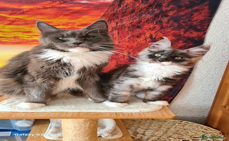 Maine Coon cats - Advert 3